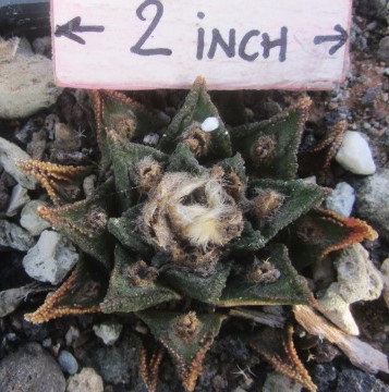 Ariocarpus <br>bravoanus