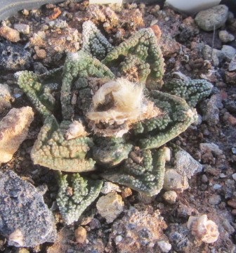 Ariocarpus bravoanus hintoni