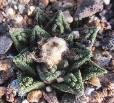 Ariocarpus bravoanus hintoni