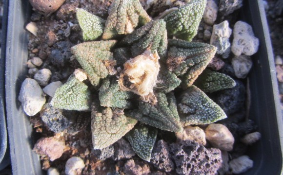 Ariocarpus <br>bravoanus hintoni