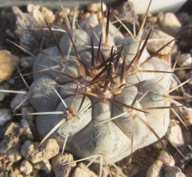 Copiapoa <br>cinerea