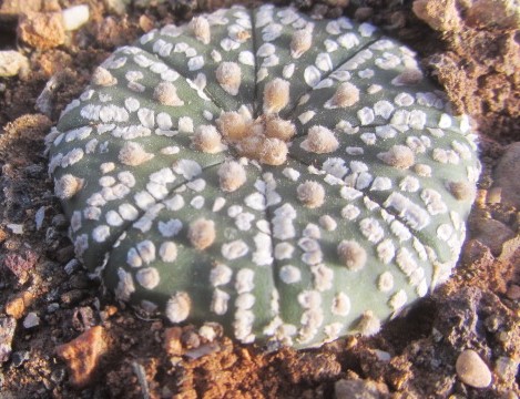 Astrophytum asterias kabuto