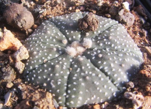 Astrophytum asterias