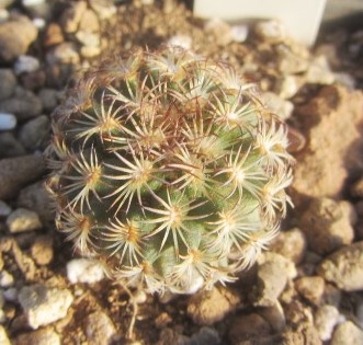 Turbinicarpus <br>ysabelae