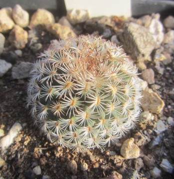 Turbinicarpus <br>ysabelae