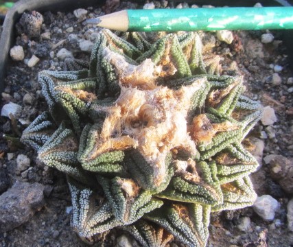 Ariocarpus <br>bravoanus hintoni