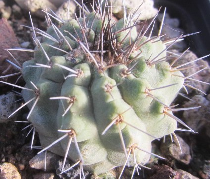 Copiapoa <br>ahremephiana