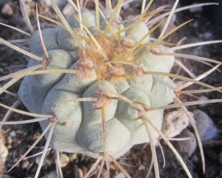 Copiapoa <br>haseltoniana