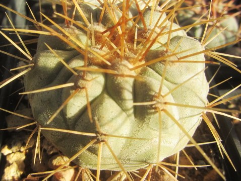 Copiapoa haseltoniana