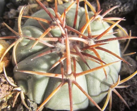 Echinocactus horizonthalonius