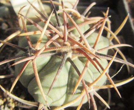 Echinocactus horizonthalonius