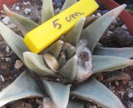 Ariocarpus retusus elongatus