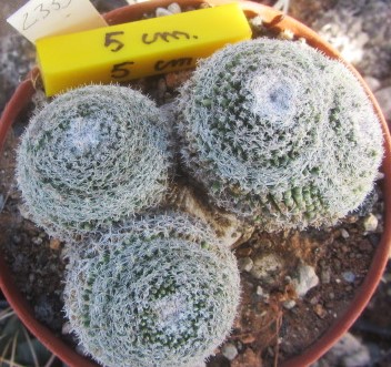 Mammillaria <br>microthele