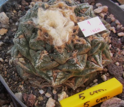 Ariocarpus <br>fissuratus