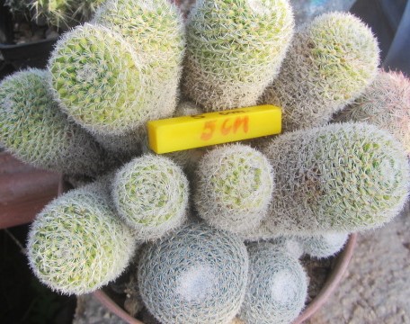 Mammillaria <br>microthele gruppo