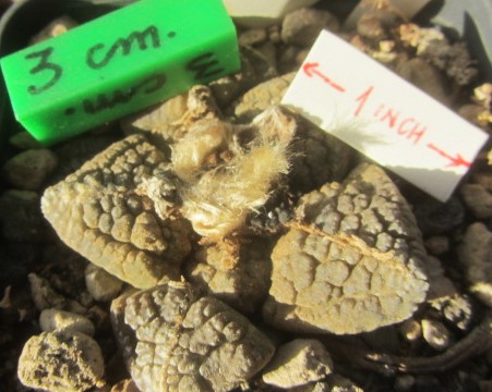 Ariocarpus <br>fissuratus major