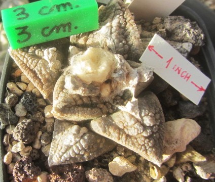 Ariocarpus <br>fissuratus major