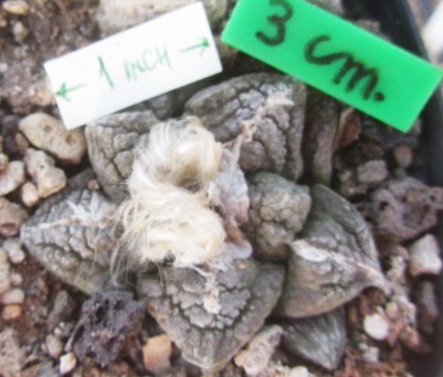 Ariocarpus fissuratus major