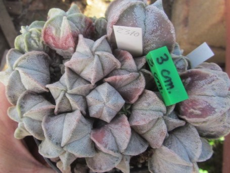 Astrophytum myriostigma gruppo