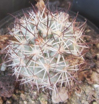 Mammillaria schumanni