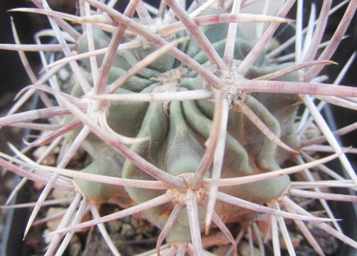 Echinocactus <br>parryi