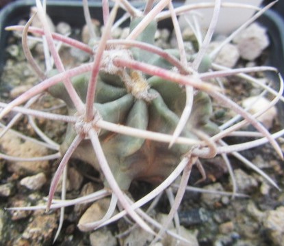 Echinocactus parryi