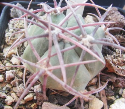 Echinocactus hybrid parry x horiz