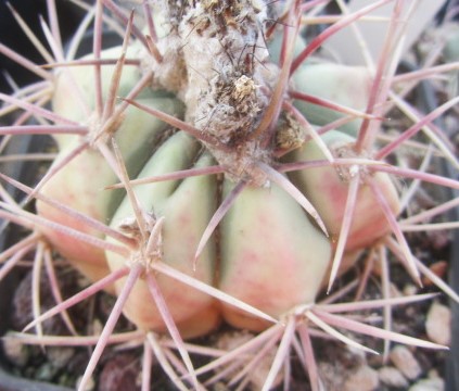 Echinocactus <br>cv parry x horizonthalonius