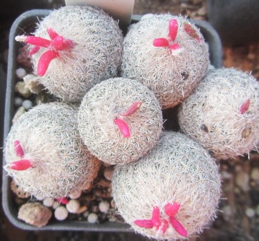 Epithelantha micromeris gruppo