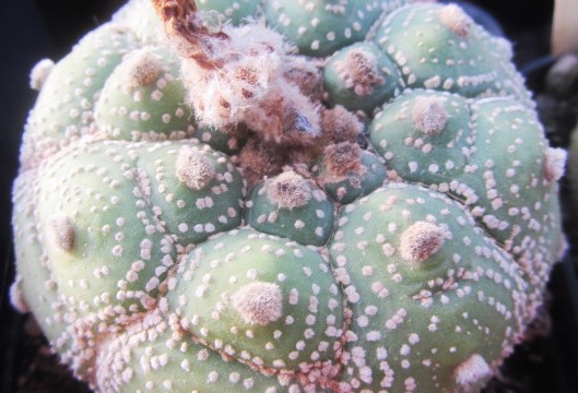 Astrophytum <br>asterias kikko turtle