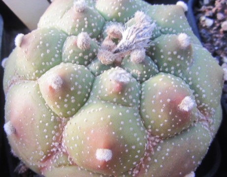 Astrophytum asterias kikko turtle