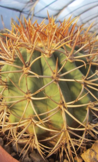 Ferocactus digueti carmenensis