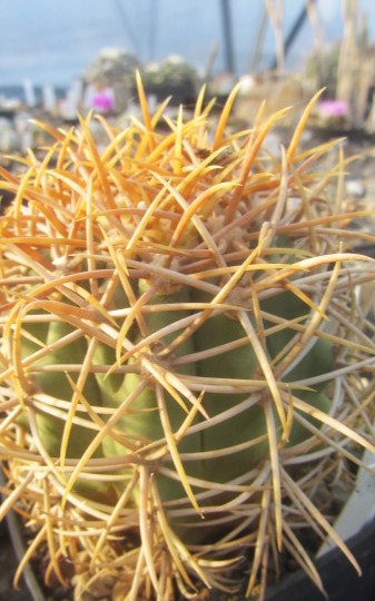 Ferocactus <br>digueti carmenensis