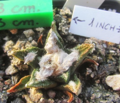 Ariocarpus <br>bravoanus