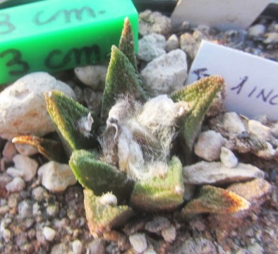 Ariocarpus <br>bravoanus