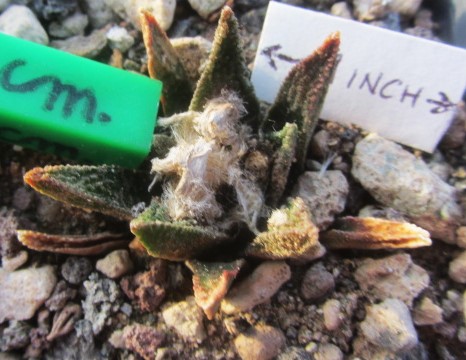 Ariocarpus <br>bravoanus