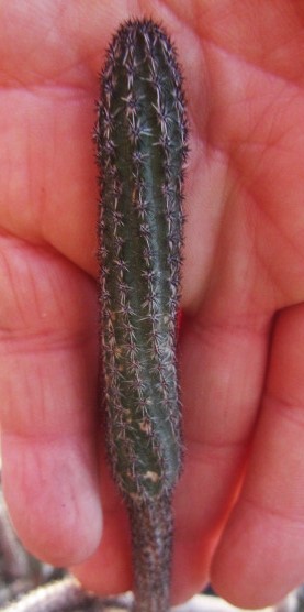 Wilcoxia tamaulipensis