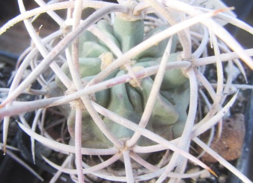 Echinocactus polycephalus