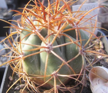 Ferocactus <br>diguetii