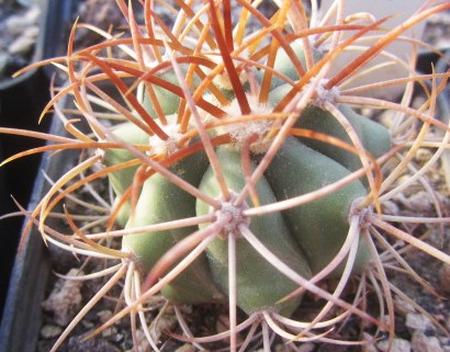 Ferocactus <br>diguetii