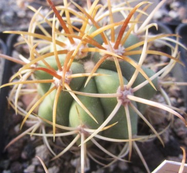 Ferocactus diguetii