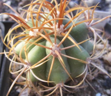 Ferocactus <br>diguetii