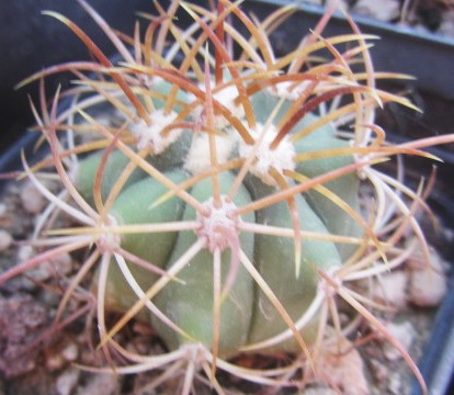 Ferocactus <br>diguetii 