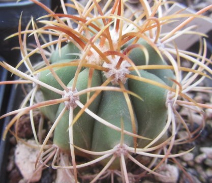 Ferocactus diguetii