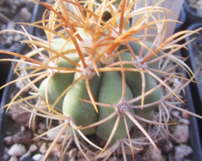 Ferocactus diguetii