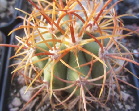 Ferocactus <br>diguetii