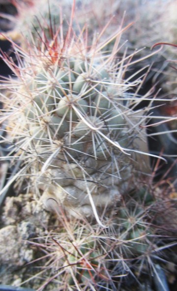 Mammillaria maritima