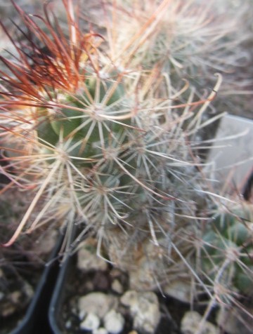 Mammillaria <br>maritima