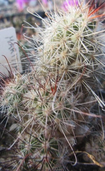 Mammillaria <br>maritima