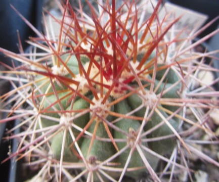 Ferocactus <br>lindsayi